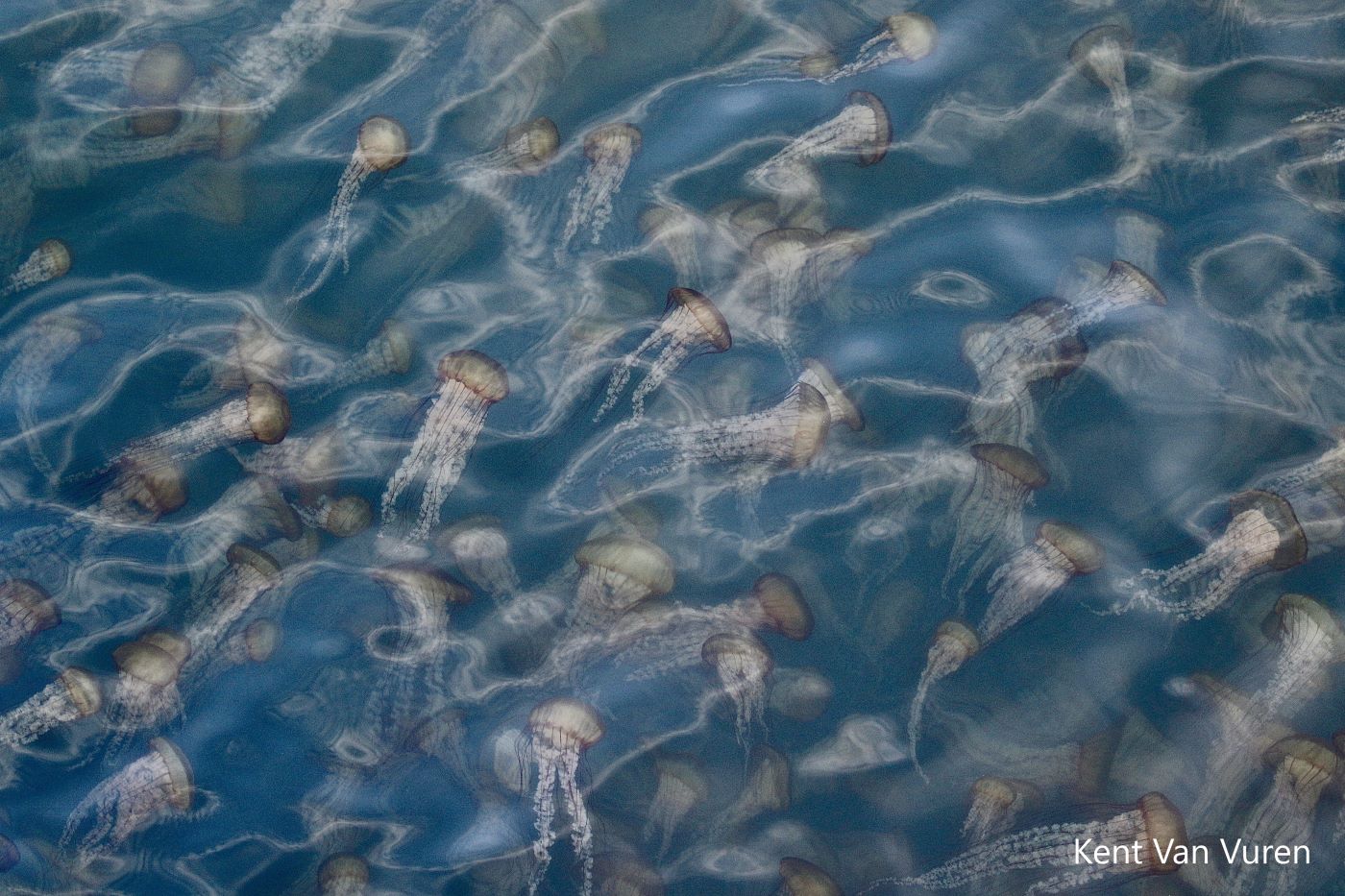 A mass of sea nettles seen from above